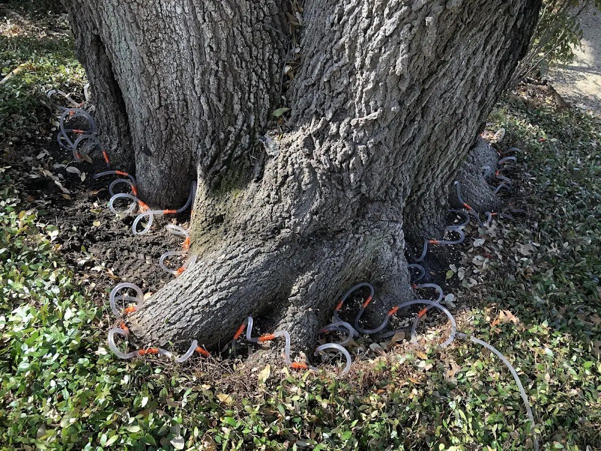 Detailed Tree Cabling and Bracing job site in Pocasset